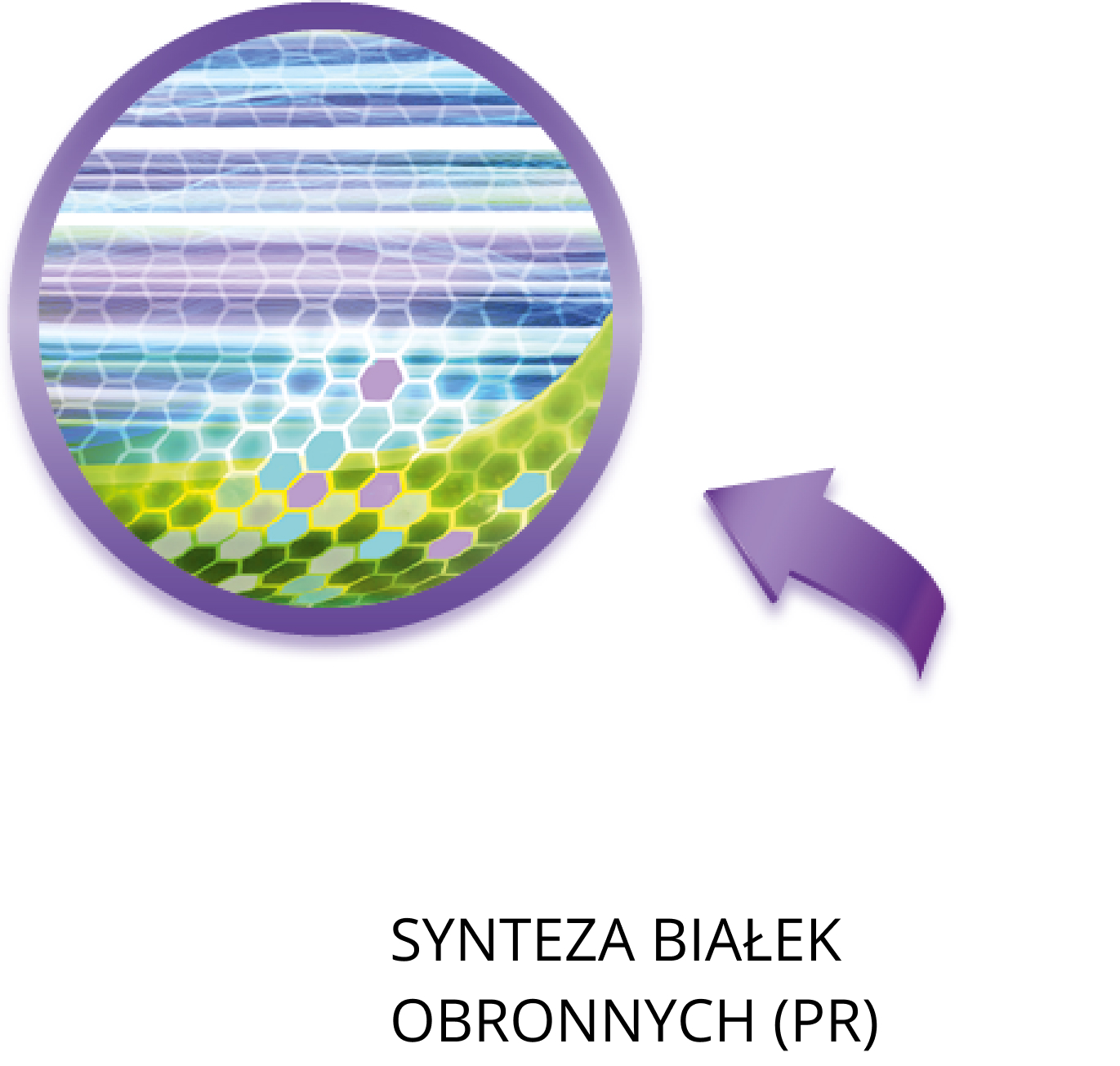 synteza białek obronnych (PR)